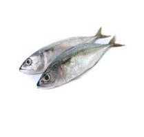 INDIAN MACKEREL 2 LBS 